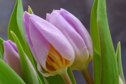 tulip009-002